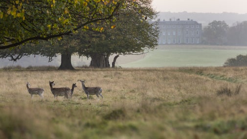 Fallow deer standing in grass parkland in front of trees and Petworth House